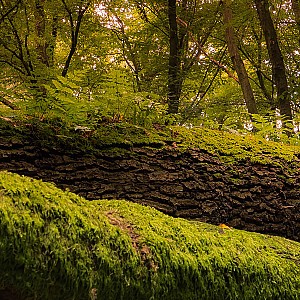 001 linnich 282823556